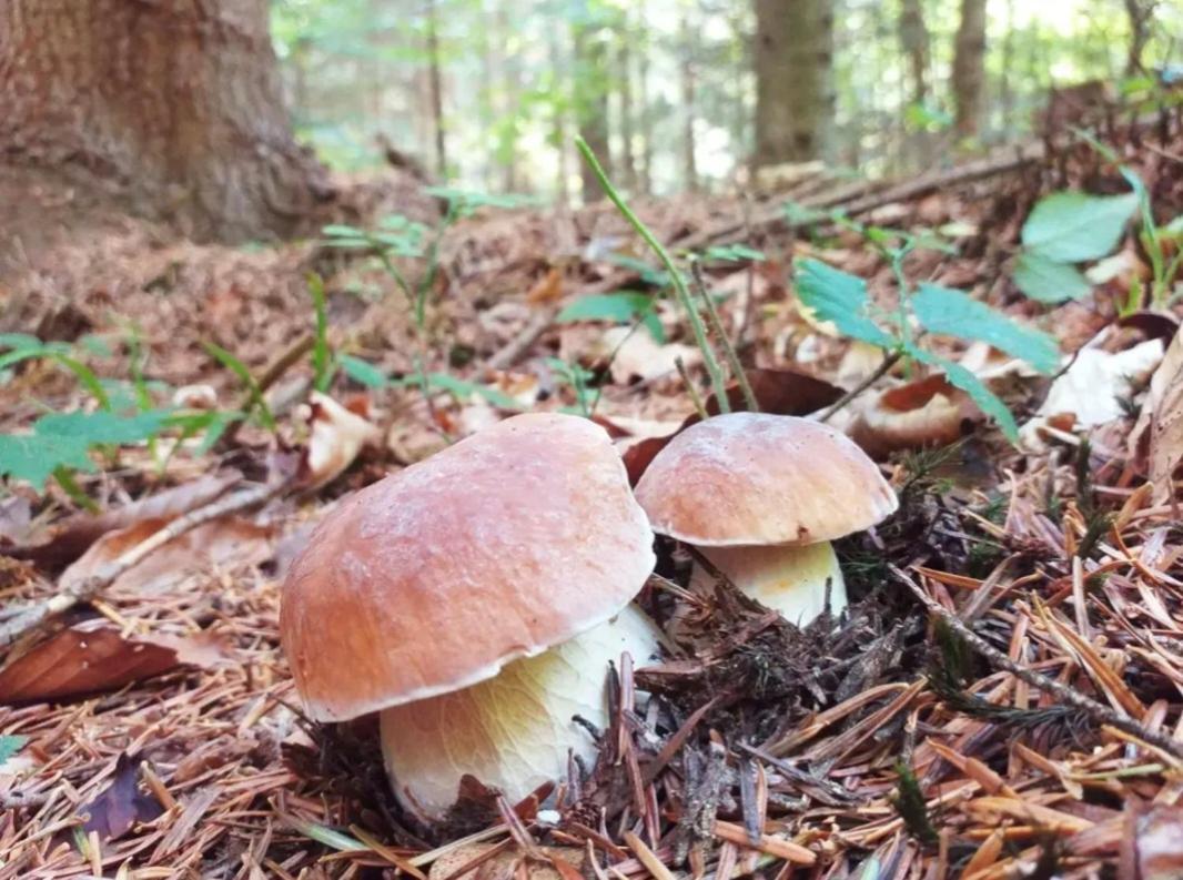 Letniskowe Lesne Nad Jeziorem Wdzydzkim Basen Sauna Balia *